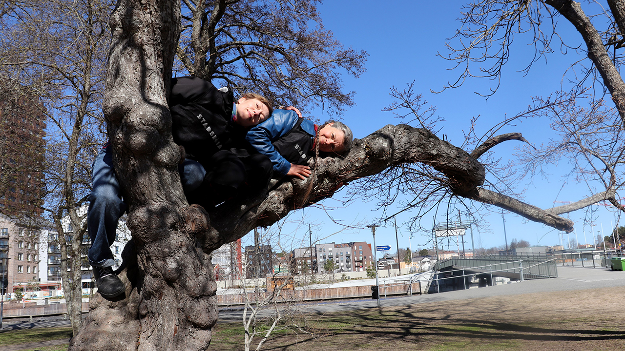 En bild som visar två kvinnor som klättrat upp i ett träd